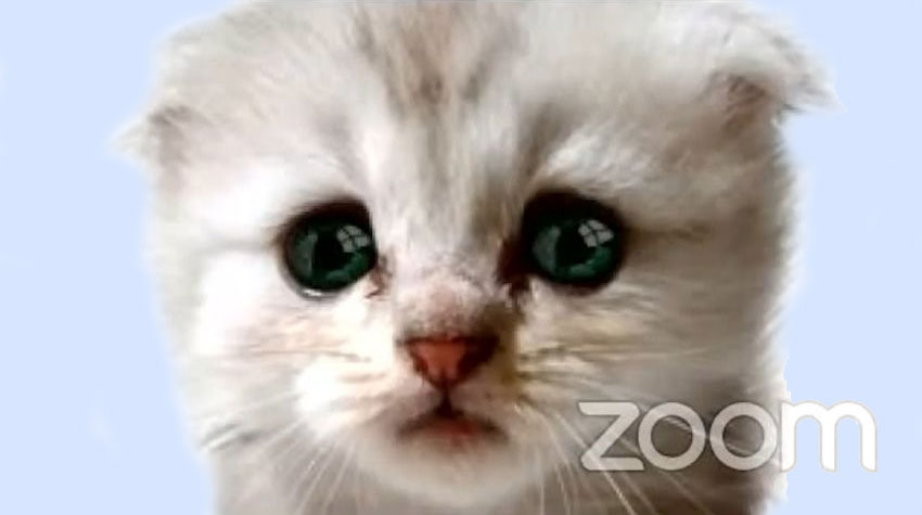 I am not a cat